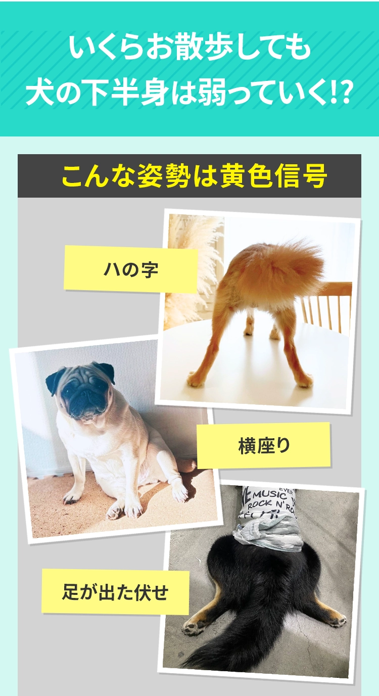 いくらお散歩しても ⽝の下半⾝は弱っていく！？＜こんな姿勢は⻩⾊信号＞写真① ハの字	写真② 横座り	写真③ ⾜が出た伏せ