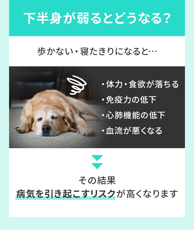 下半⾝が弱るとどうなる？
				  歩かない・寝たきりになると・・・  ・体⼒・⾷欲が落ちる・免疫⼒の低下・⼼肺機能の低下・⾎流が悪くなる　→その結果、病気を引き起こすリスクが⾼くなります
