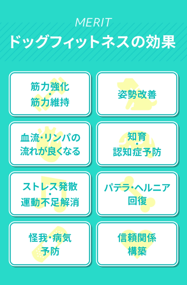 ＜ドッグフィットネスの効果＞　①筋⼒強化・筋⼒維持　②姿勢改善　③⾎流・リンパの流れが良くなる	④知育・認知症予防　⑤ストレス発散・運動不⾜解消　⑥パテラ・ヘルニア回復	⑦怪我・病気予防　⑧信頼関係構築