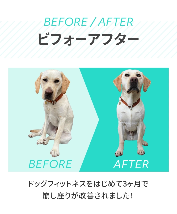 ＜ビフォーアフター Before/After＞ドッグフィットネスをはじめて3ヶ月で崩し座りが改善されました！