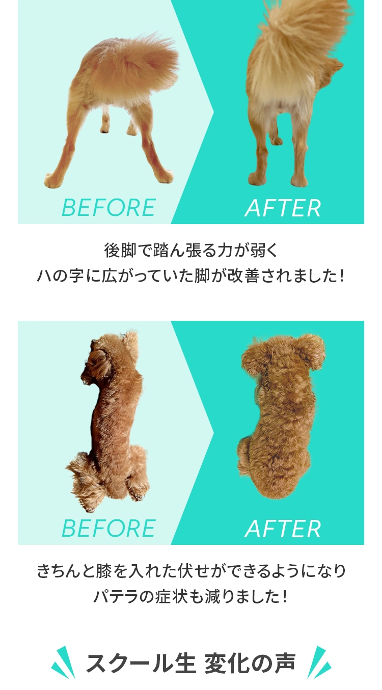 後脚で踏ん張る力が弱くㇵの字に広がっていた脚が改善されました！きちんと膝を入れた伏せができるようになりパテラの症状も減りました!